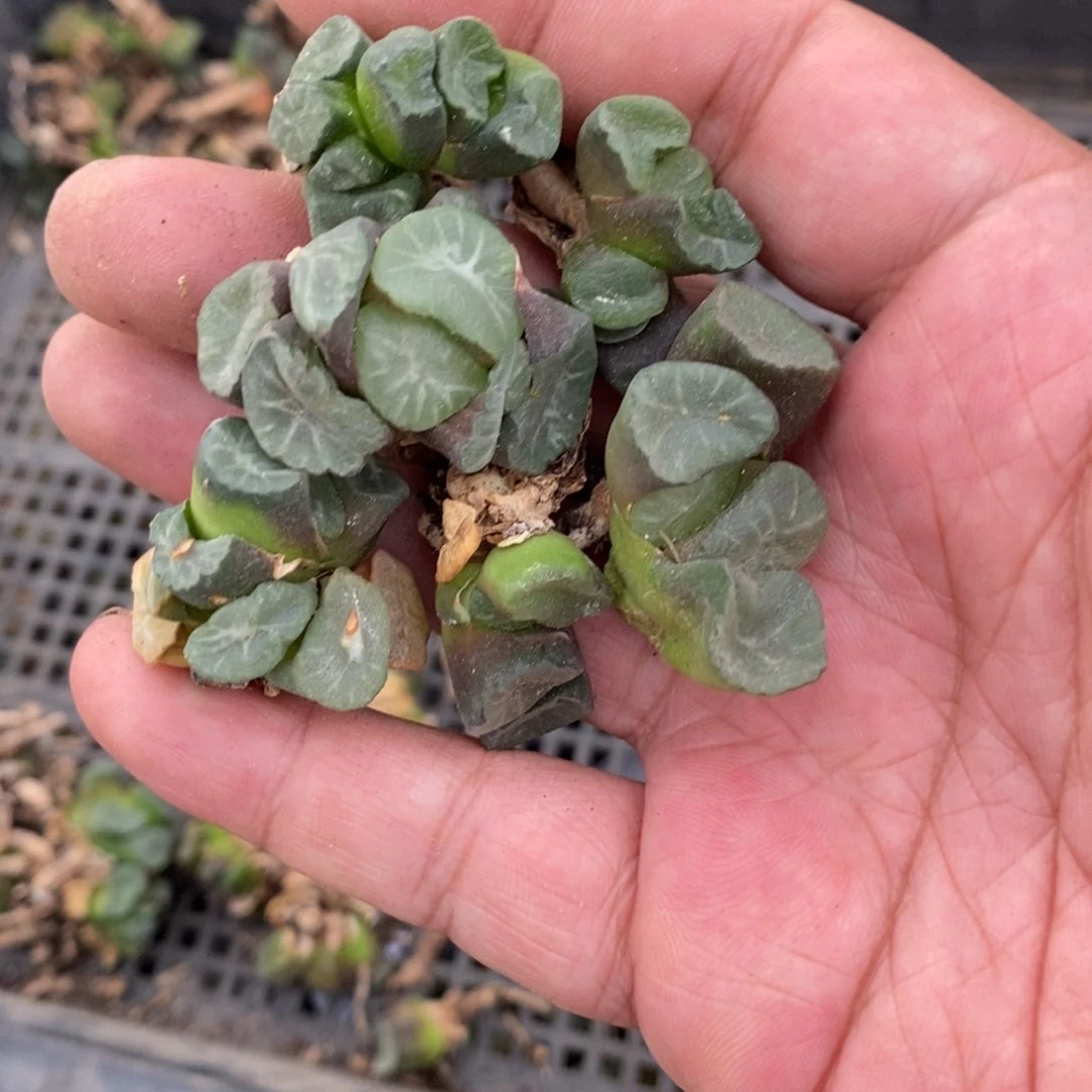 719 一颗实生短腿武大郎万象小鼻嘎 超级福利