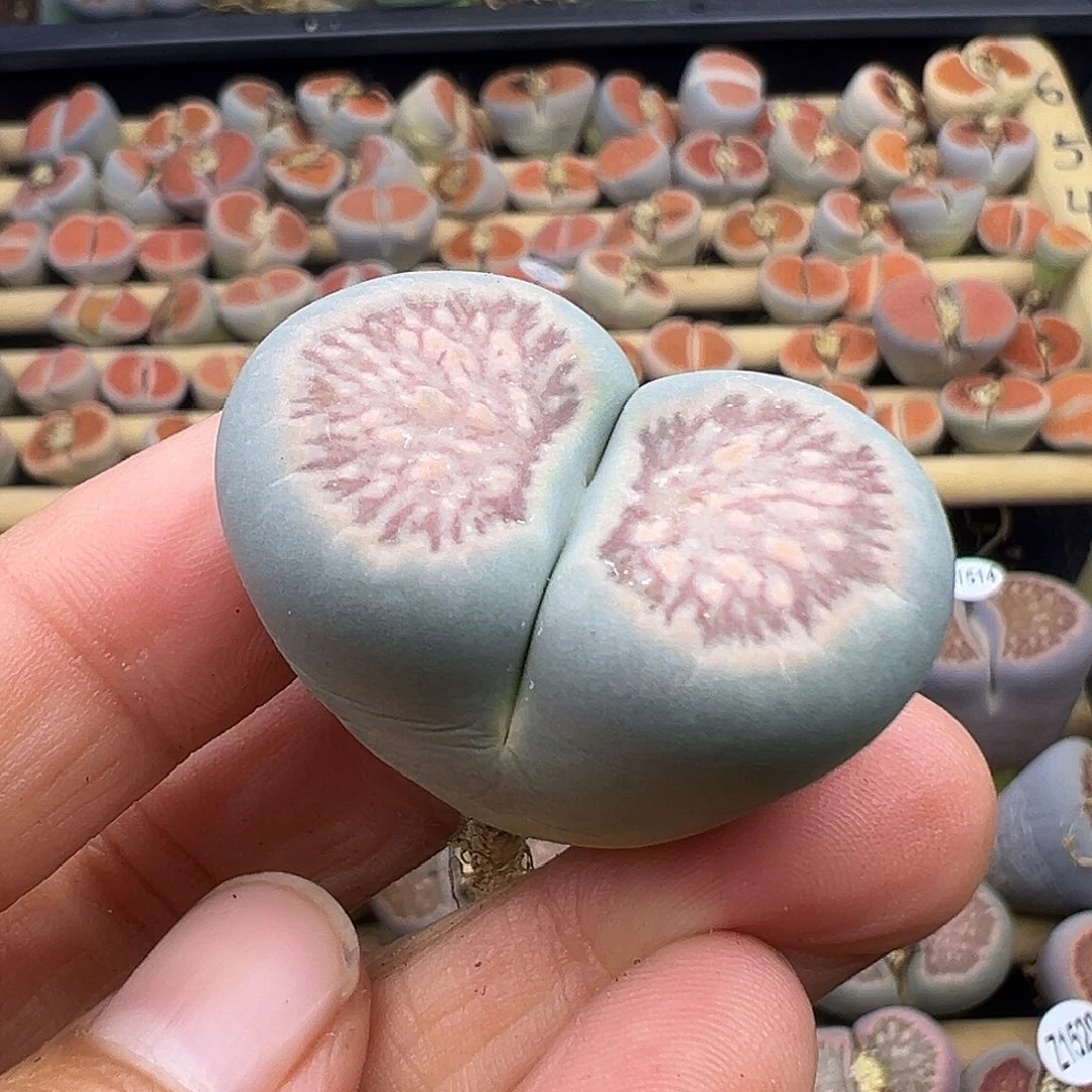 1539绿体菊福利炸