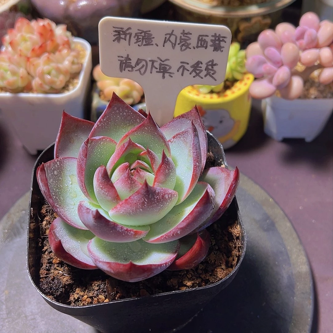 惊鸿仙子，多肉植物，