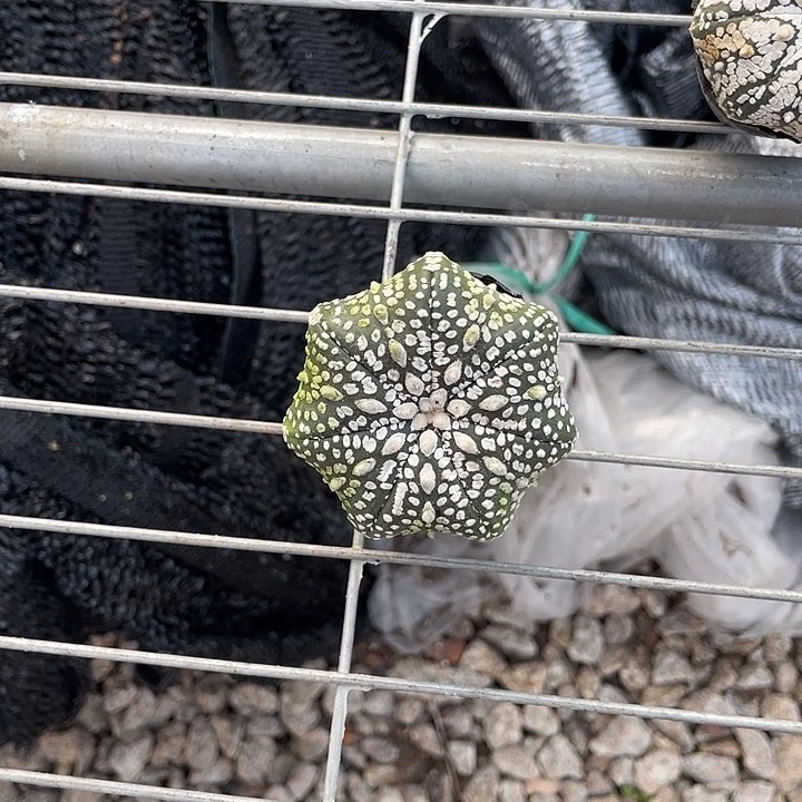 实生海星兜福利福利