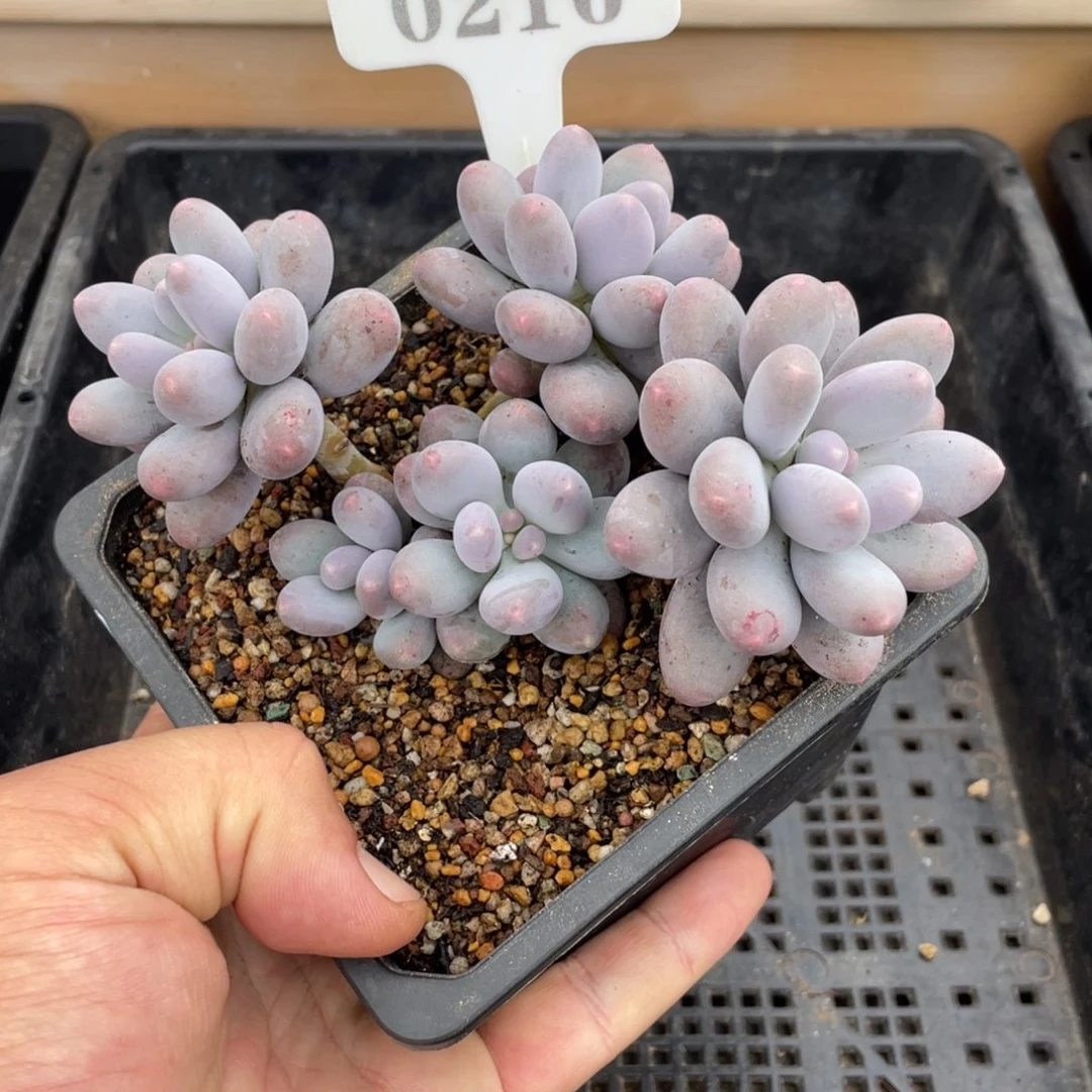 0216不认识不带盆10厘米