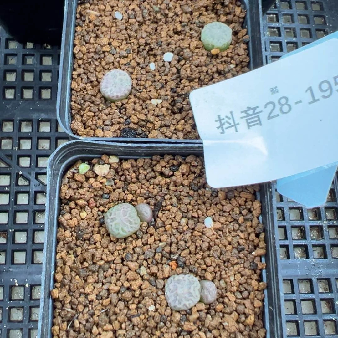 28-195量拍超级烧麦一颗。多肉