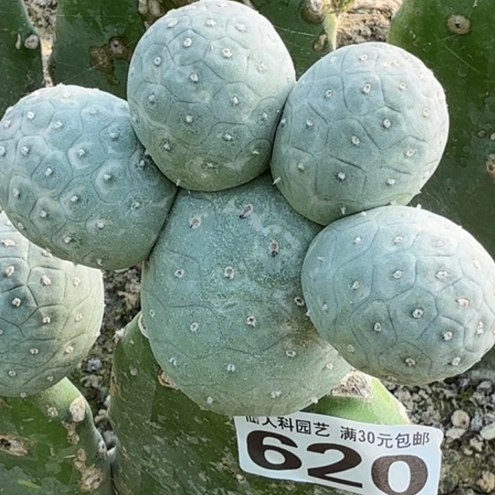 无花朵特圆无刺620