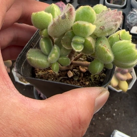 267白熊多肉植物多