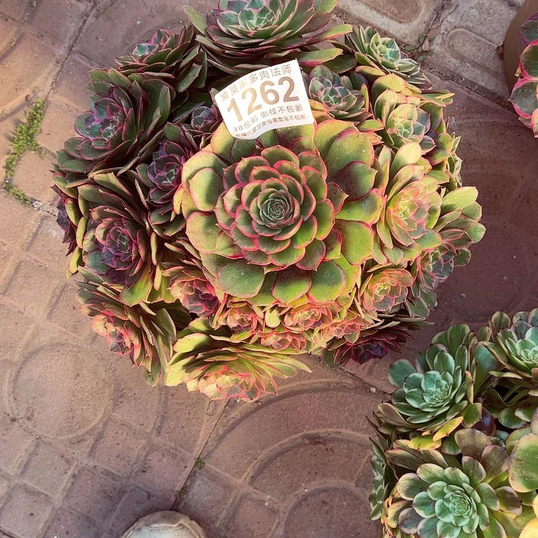 1棚法师粉花妖1262