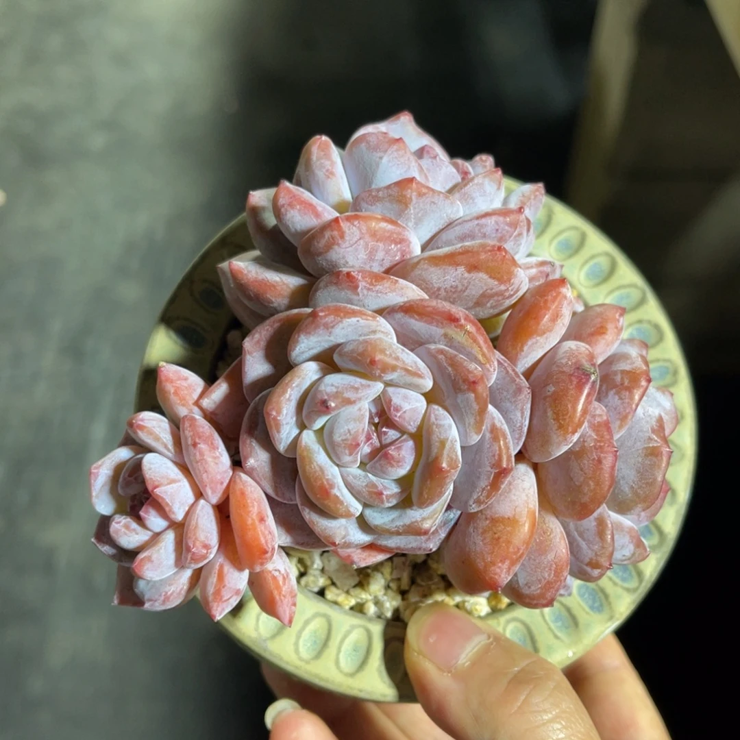 星影特价 一物一拍不支持退换