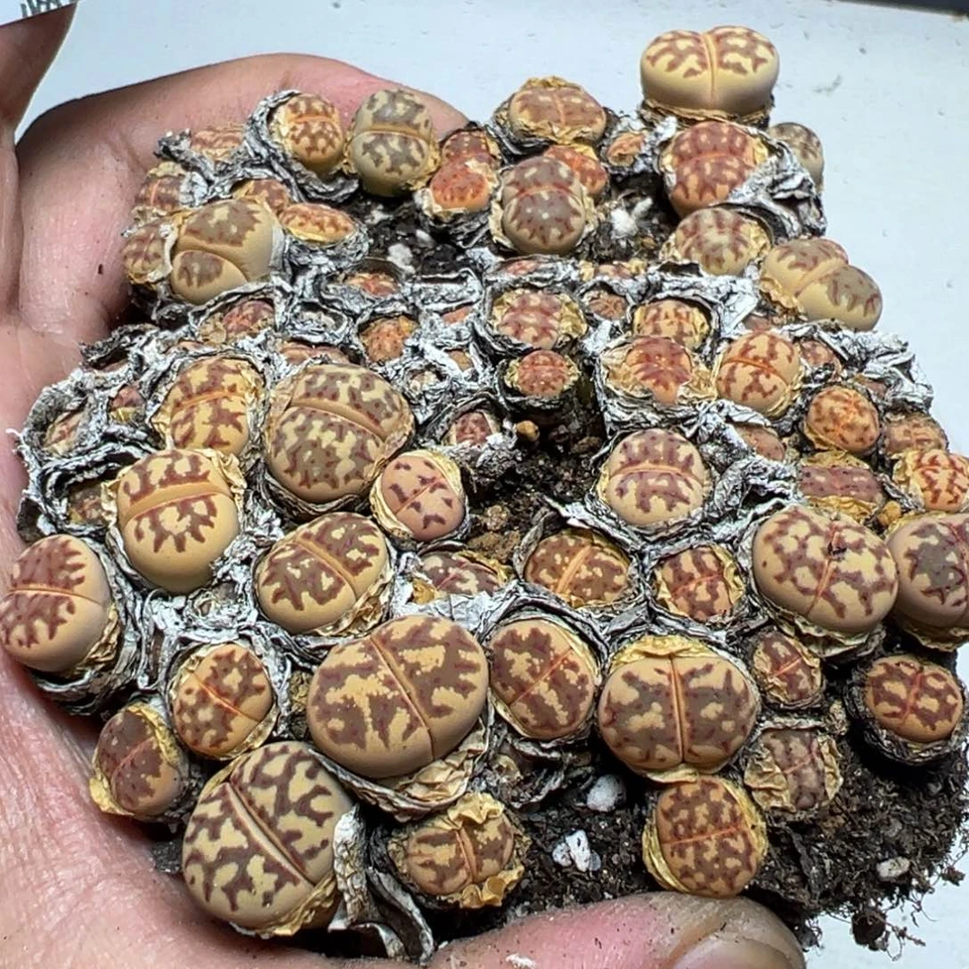 【闪购商品】1074。