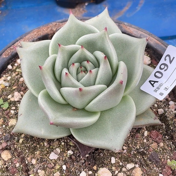 若如东云筐拍A092