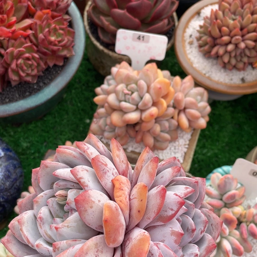 多肉植物盆栽多肉