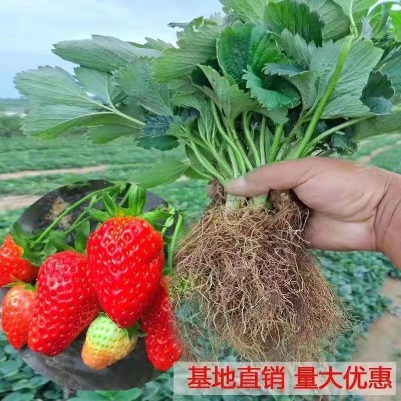 草莓裸根苗宁玉联盟天仙醉粉玉建德白露建德红裸根苗