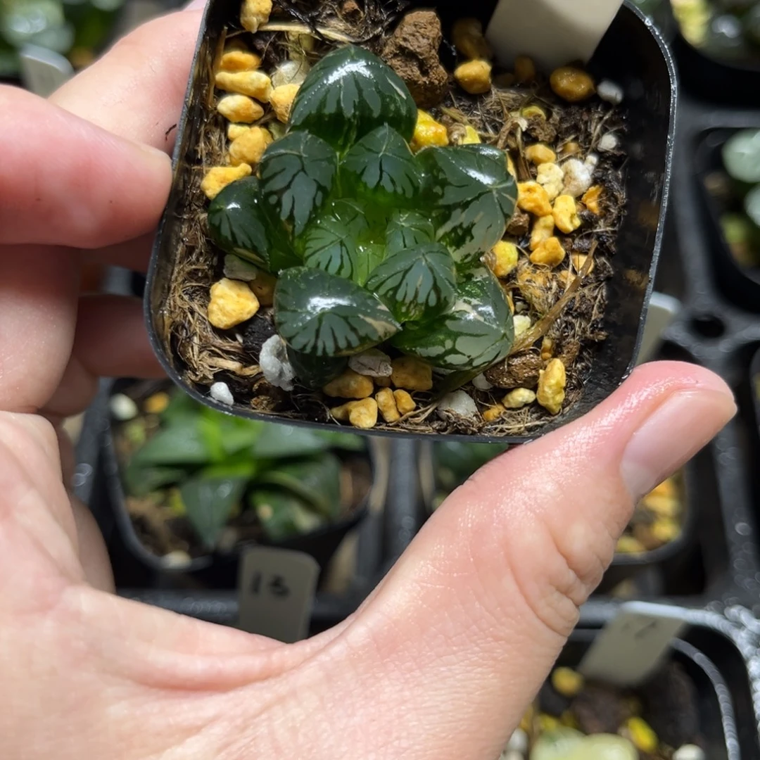 6水晶灯玉露锦一物一拍