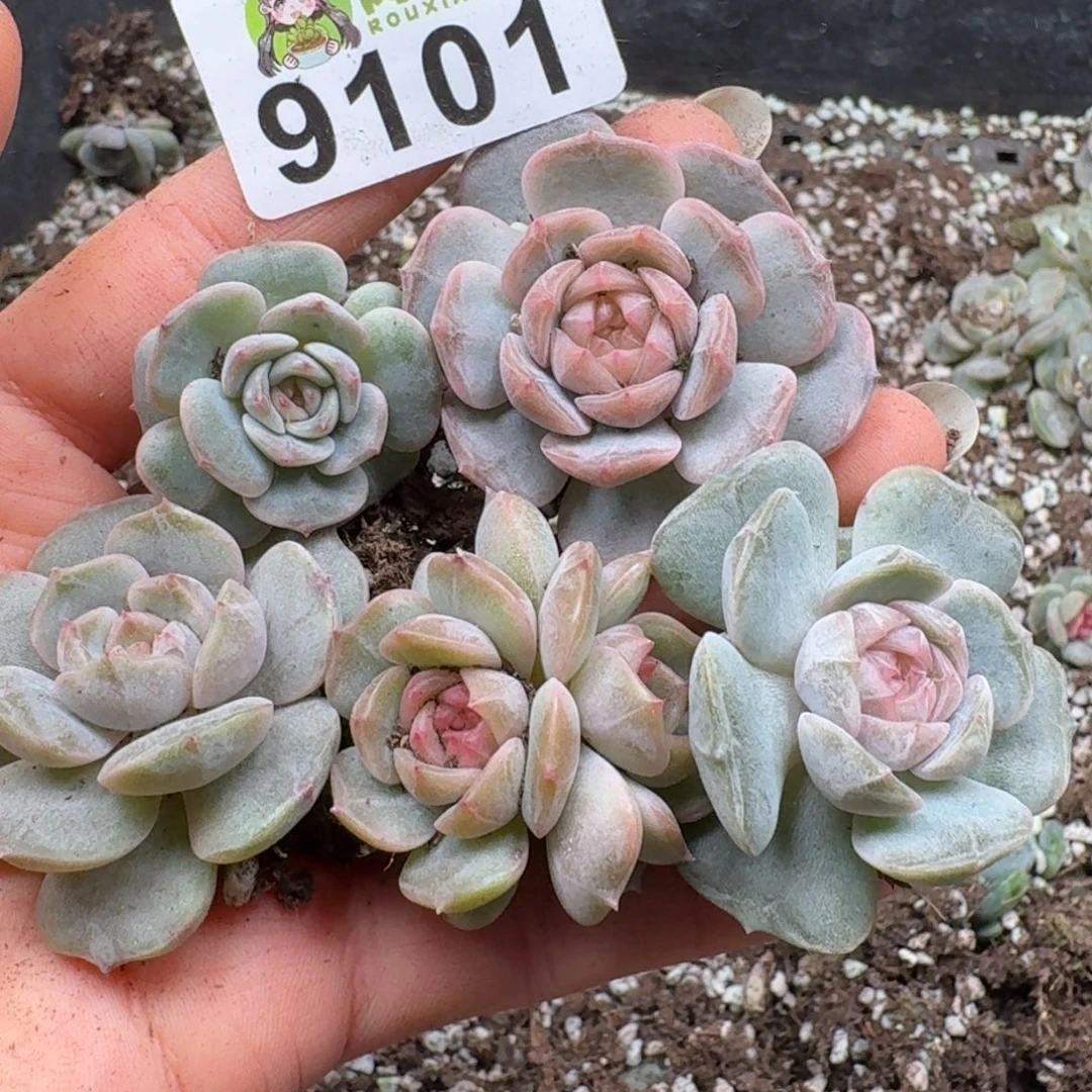 多肉植物多肉植物