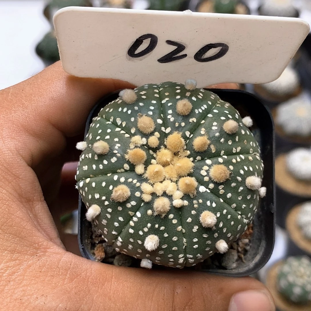 020花园特价咯处理
