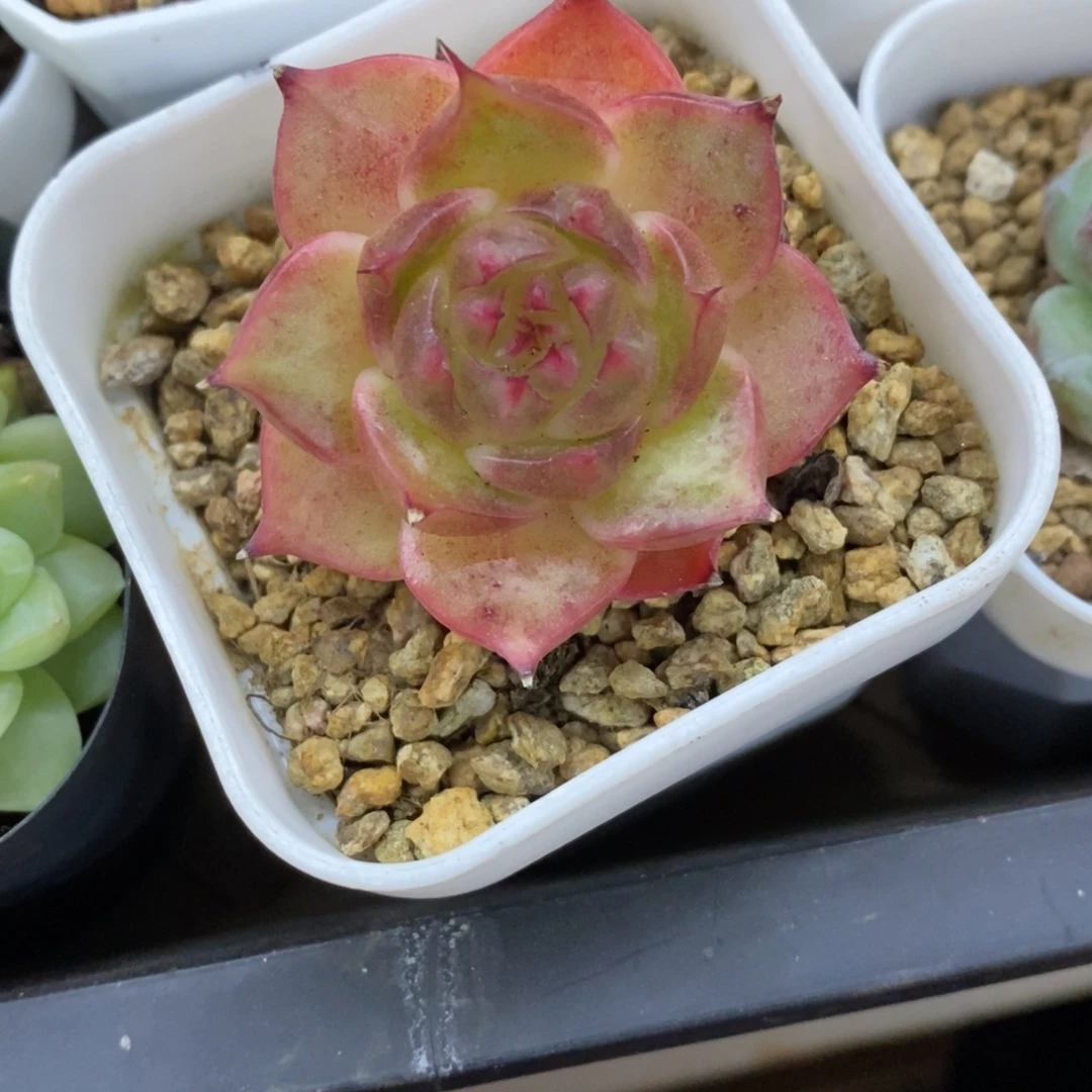 精品多肉一物一拍不包整450