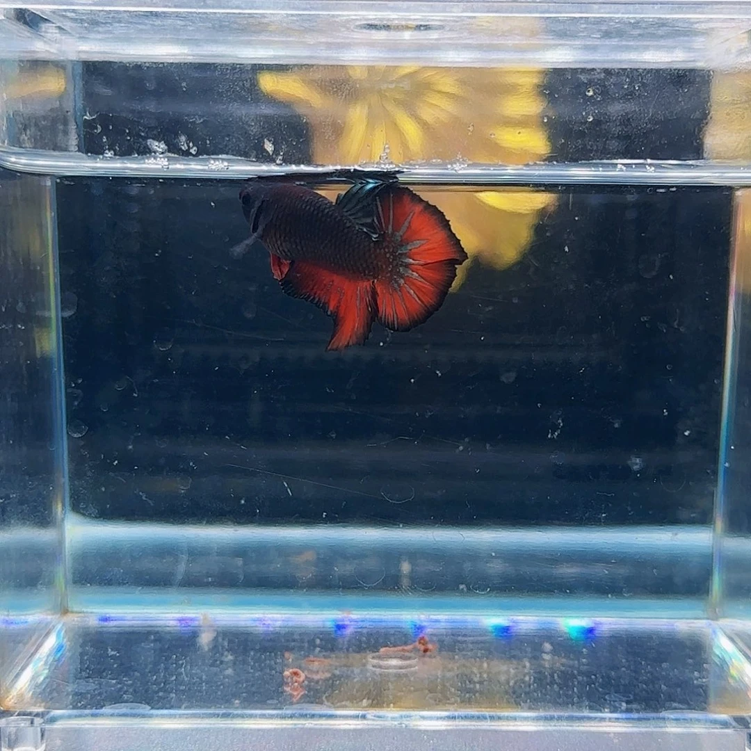 斗鱼活体观赏鱼好养耐活