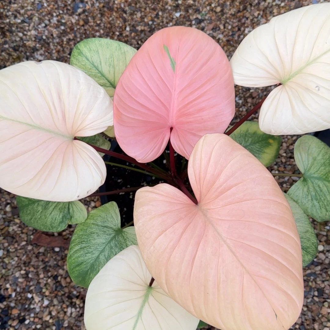 1-1117泰国发货千年健