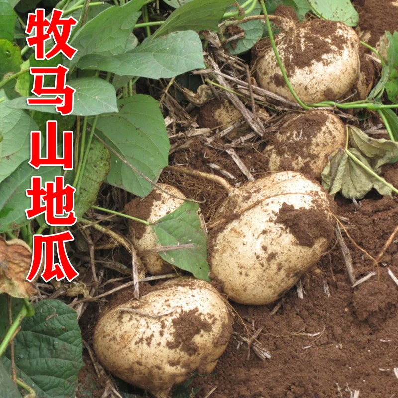 牧马山地瓜种子  早熟凉薯水果地瓜种籽高产阳台盆栽