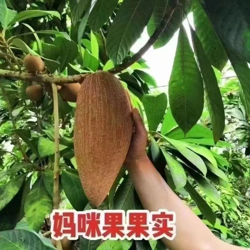 【买一送一】新品上市嫁接特大妈·咪·果·南北方种植单质氮肥C08商品图