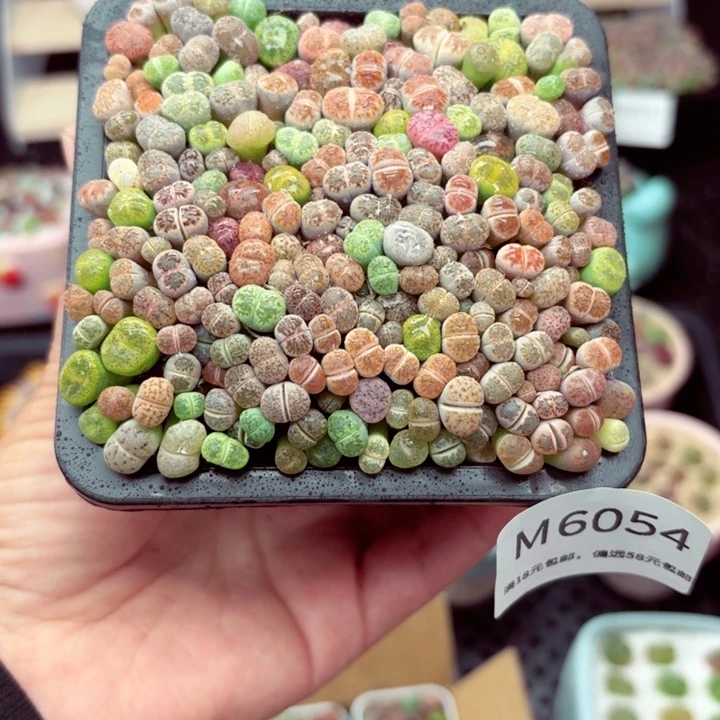 6054 零下地区记得拍保温箱