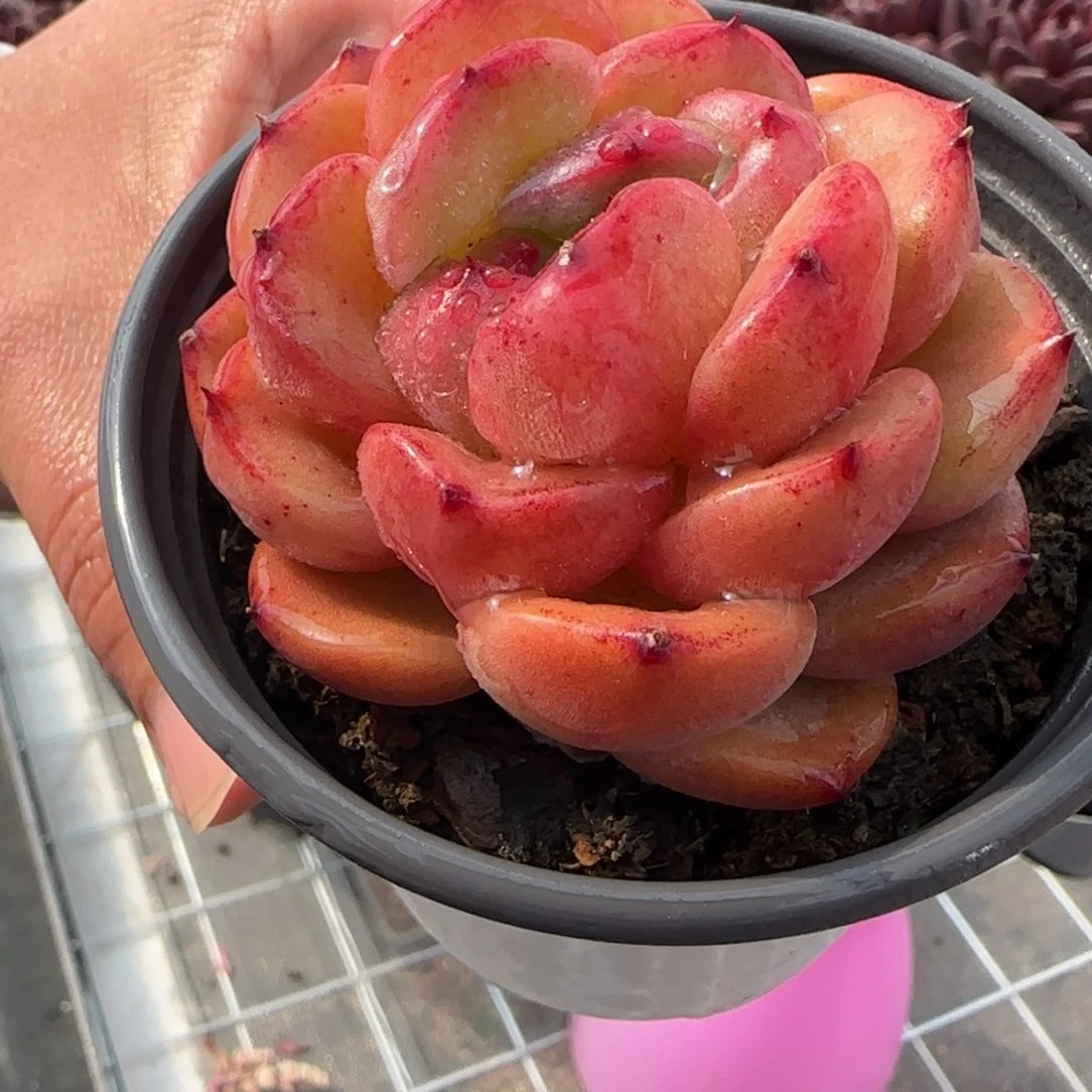 从前慢花园精选单头韩版水晶珍妮