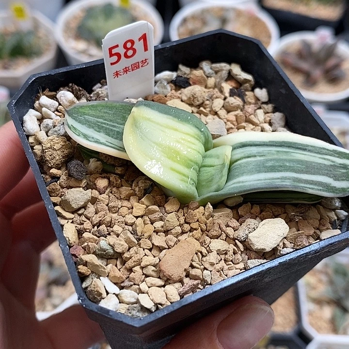 581卧牛锦一物一拍