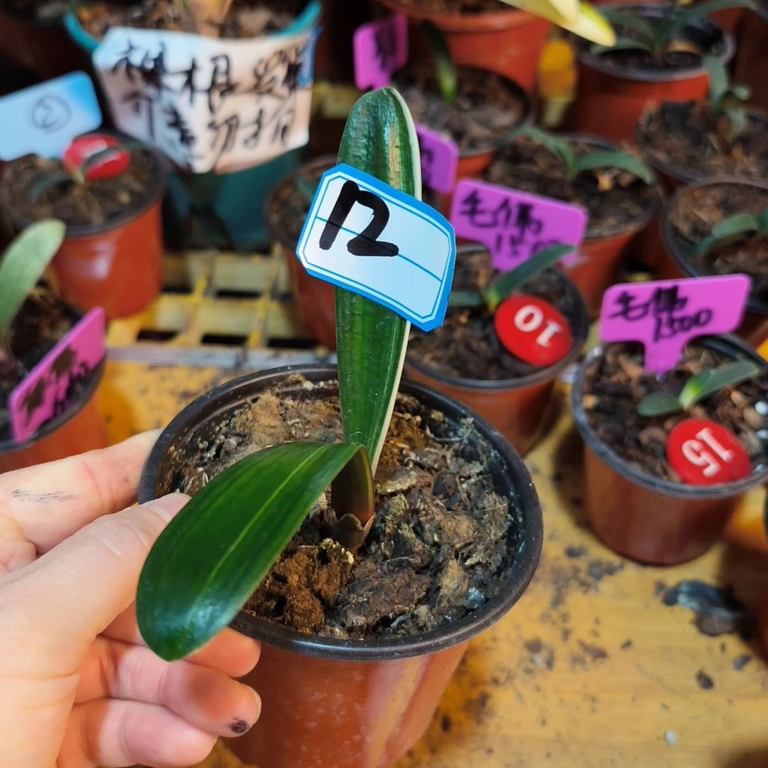 蔷***）无花朵君子兰直播带货