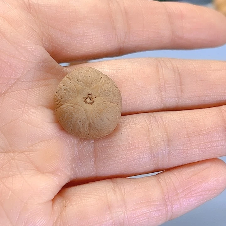 凤眼菩提吊坠安****团19五星福利81@7352