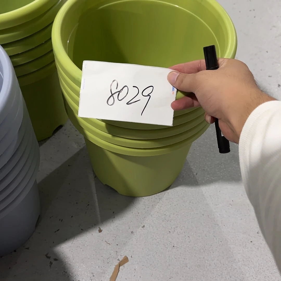 小***律编号8029，5号无托