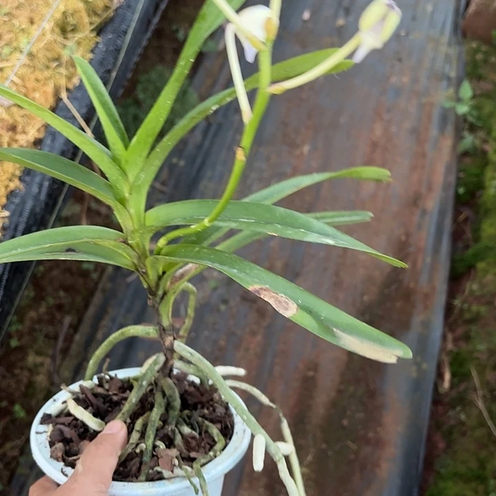 完全开放蓝网万代