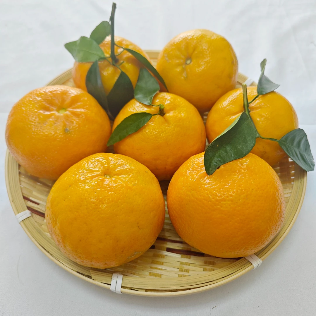 海南本土露天沃柑鲜甜自然新鲜采摘顺丰包邮