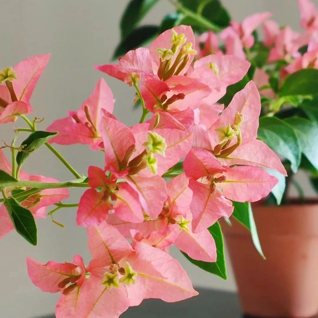 【卡亚塔】三角梅盆栽爬藤老桩庭院阳台四季开花易活厂地直发