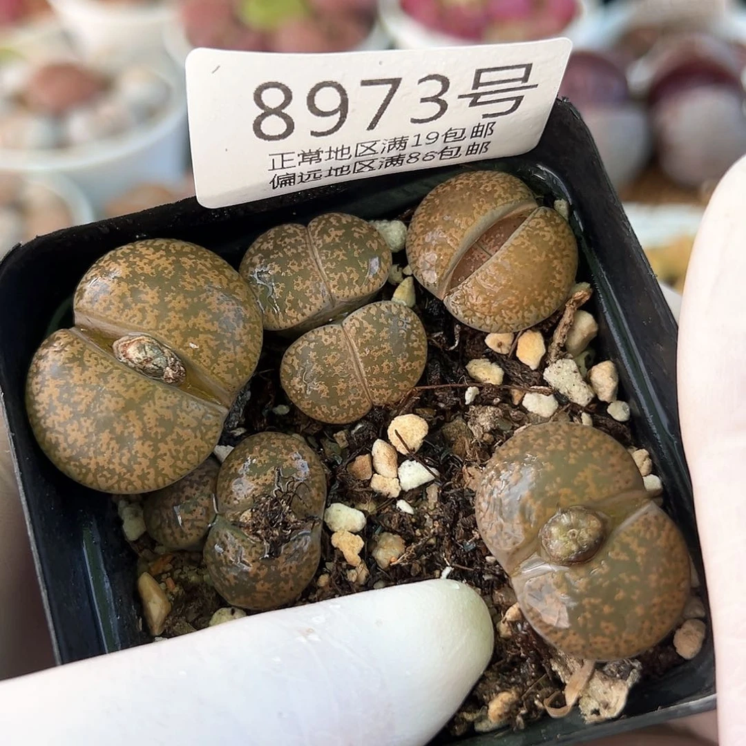 好养易活生石花大母本8973