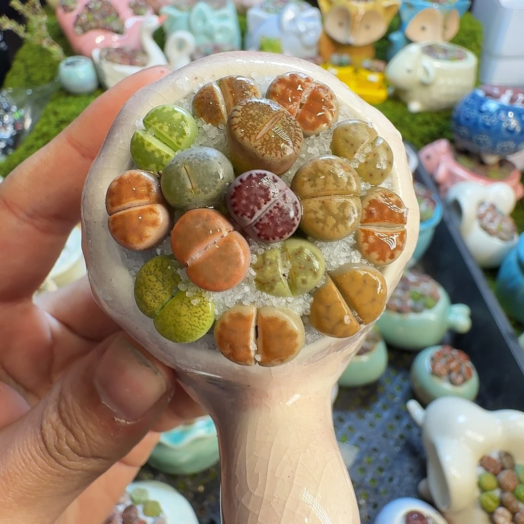 多肉植物的生长1078