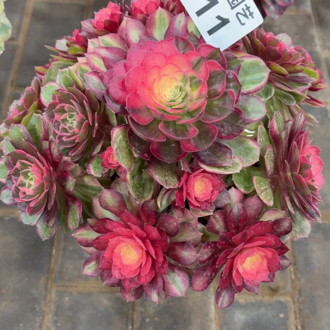 用***7黑魔锦福利011肉肉妖桩肉