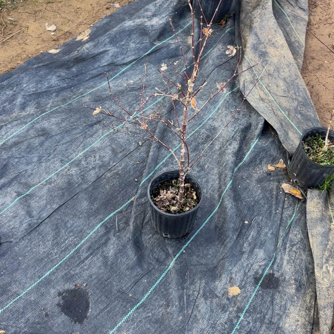无花朵各种各样的品种