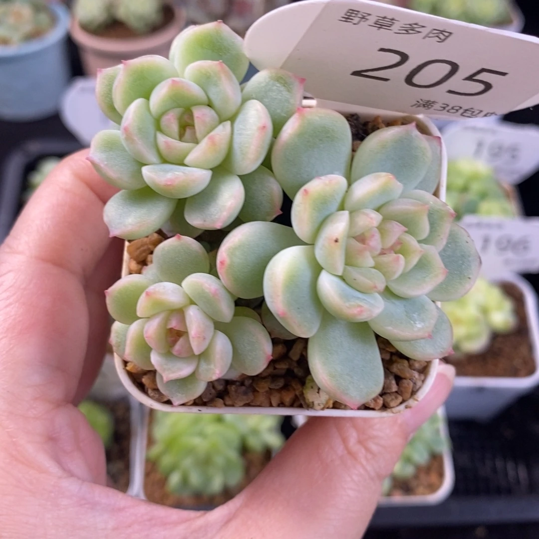 新品珍妮三头群205号