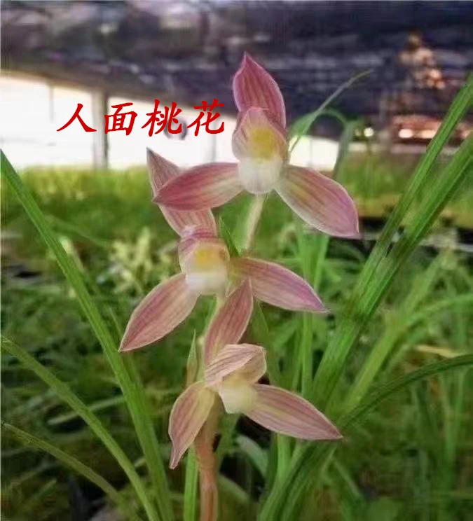 莲瓣兰浓香型兰花苗花卉室内外好养绿植盆栽国兰兰草兰花盆栽
