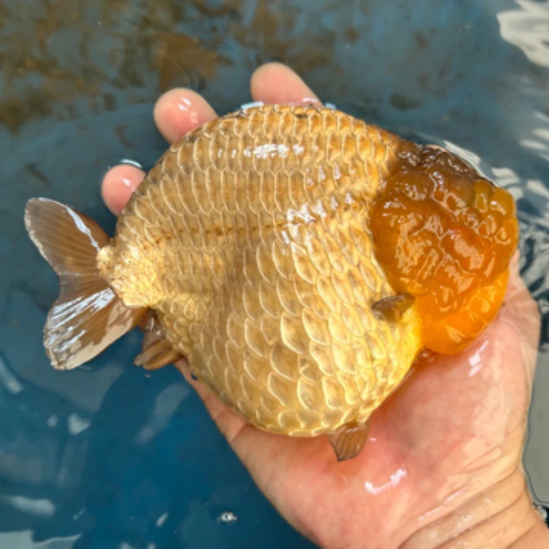 超萌好物活体金鱼泰狮玛丽百褶兰寿 直播选鱼下单 不包邮