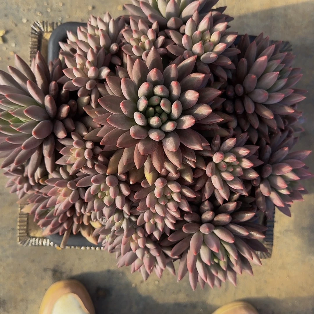 ****丽多肉呃呃呃哦哦哦哦呃呃呃呃呃呃呃啊