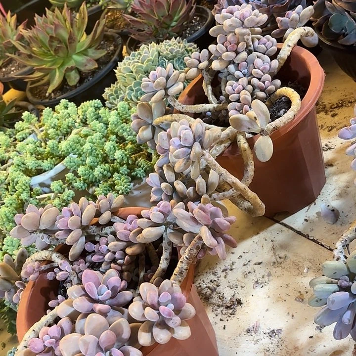 桃蛋两颗      60