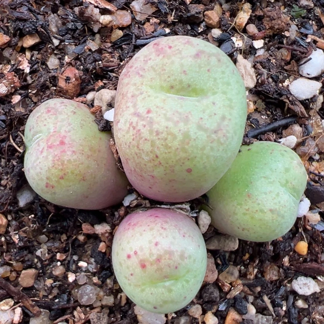 郜*毛2.7好看的多肉715