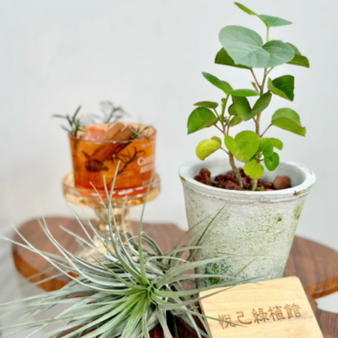 日本滨朴木槿属变色多株小苗室内喜阳耐贫瘠