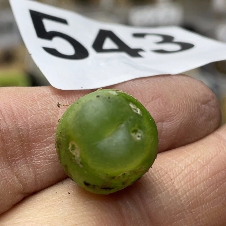 543拉登母本满18包邮