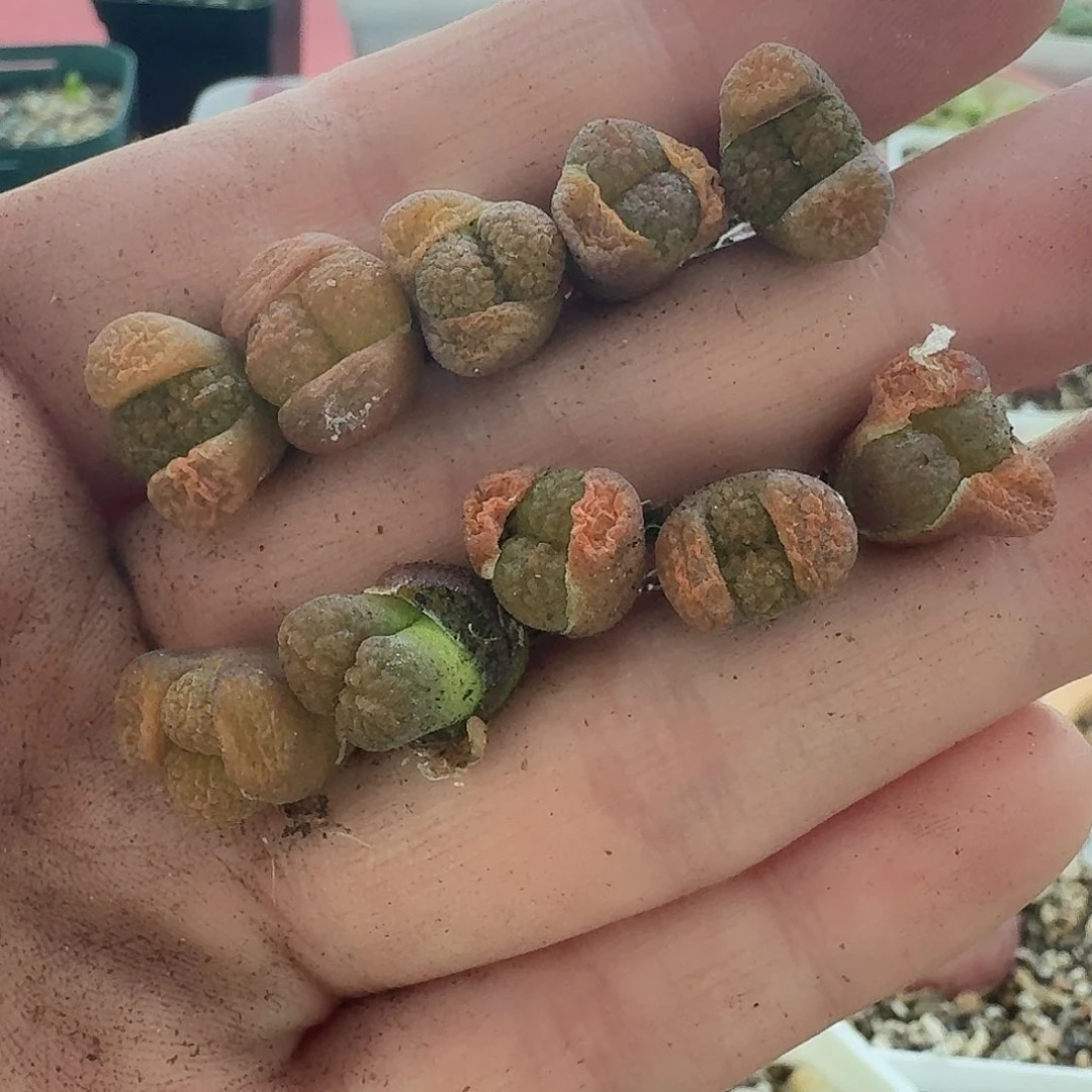 老马生石花超级蛋糕2518