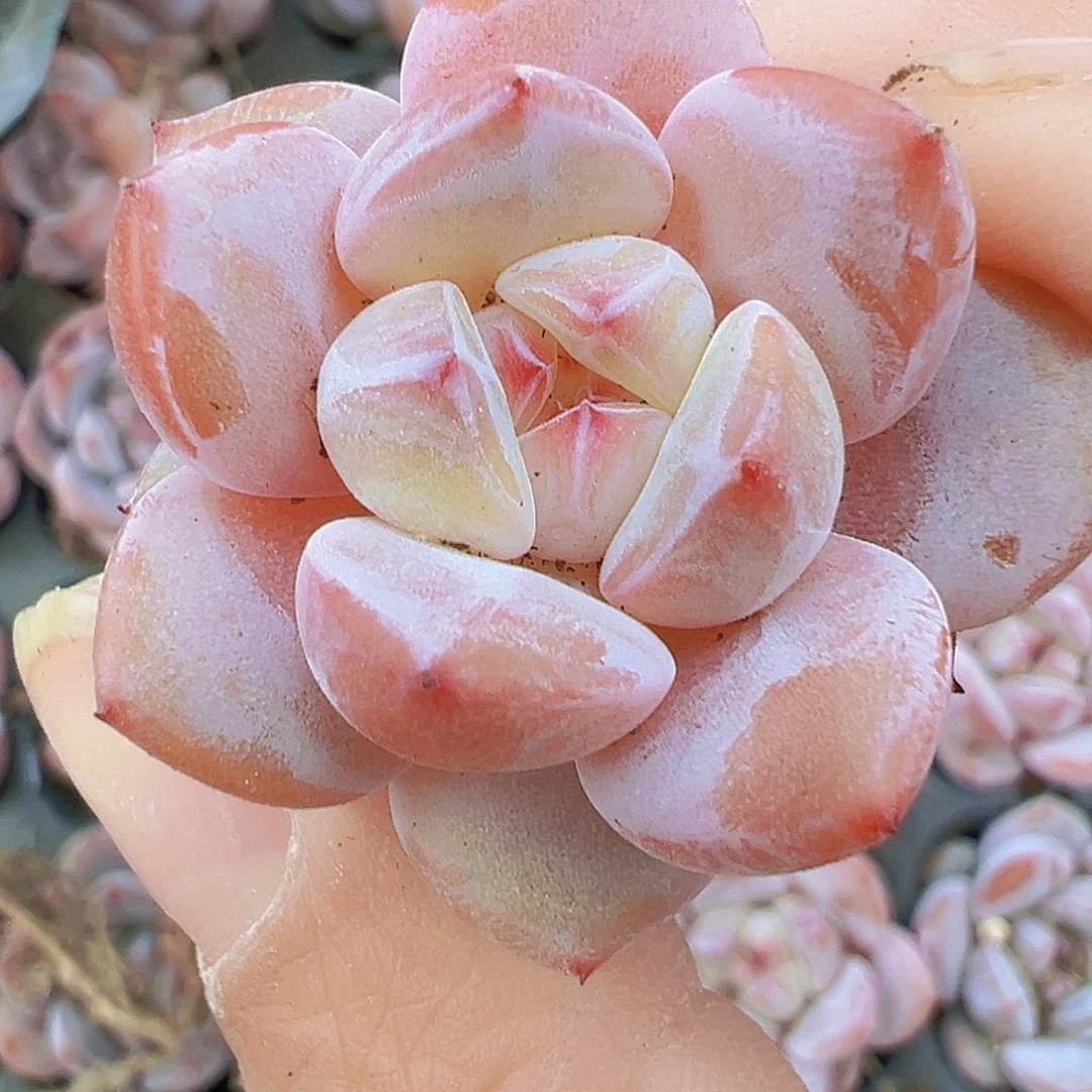 穴盘橙子苗5颗19包邮