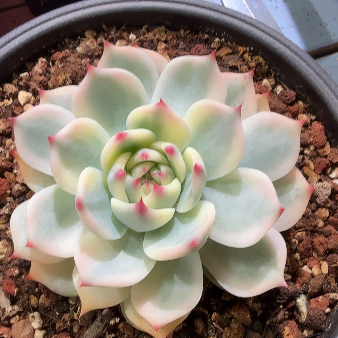 吉娃娃锦，多肉植物