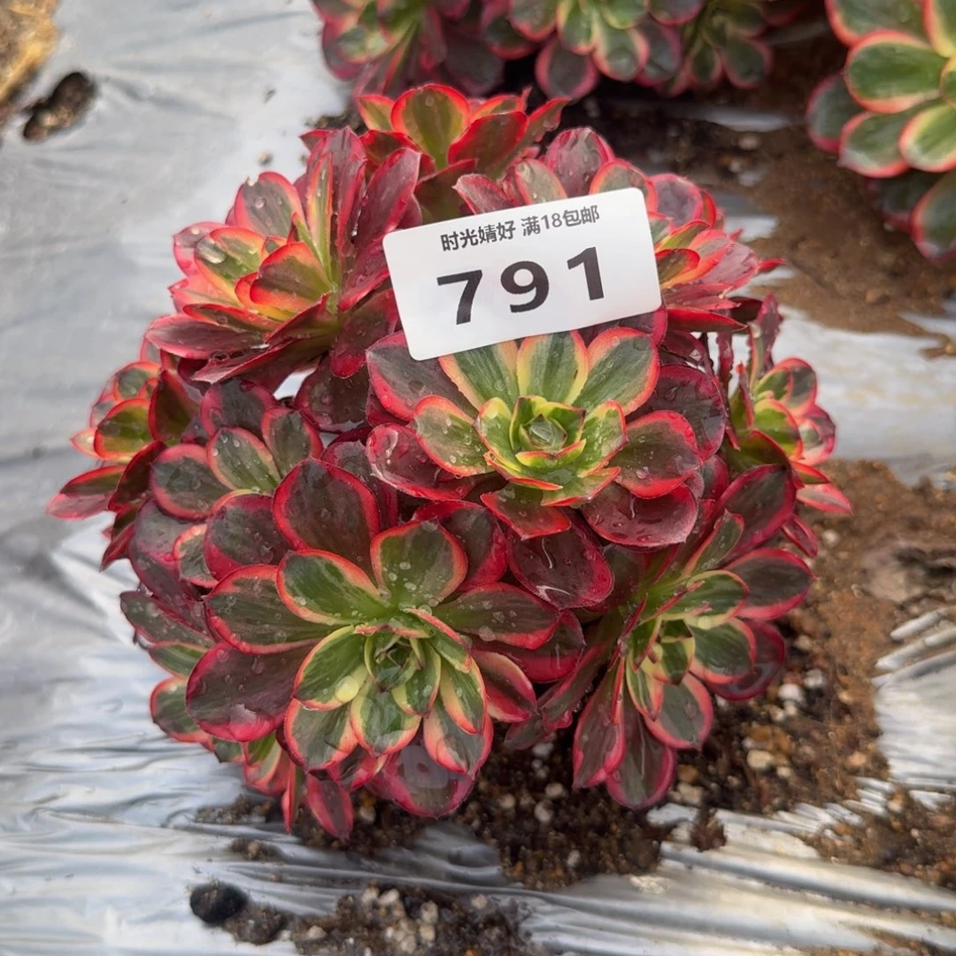 791魅金锦。多肉植物