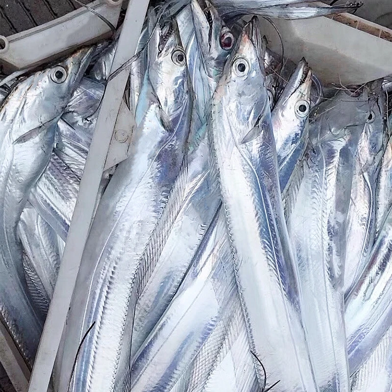 新鲜海钓带鱼深海刀鱼冷链发货