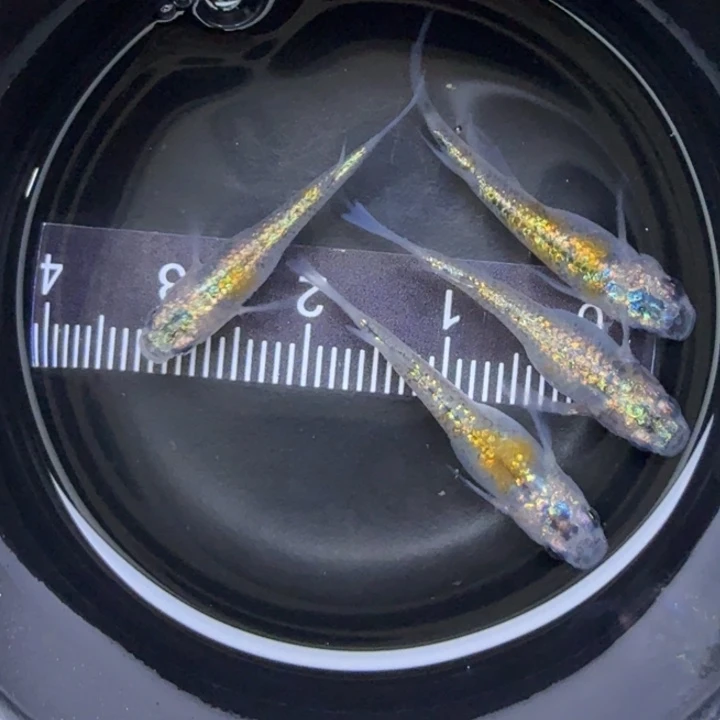 青鳉鱼克拉斯17号