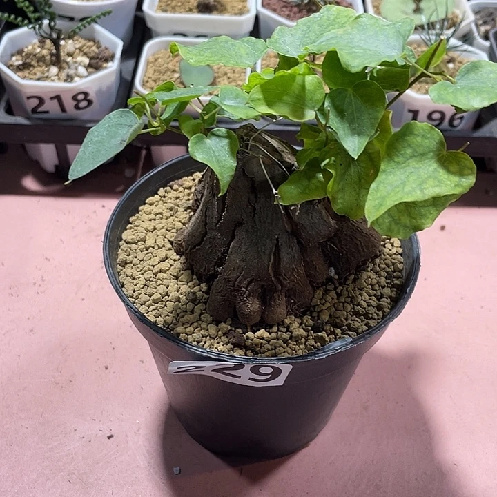 229象足龟甲龙块根